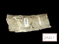 藏品(犀肋骨)的圖片